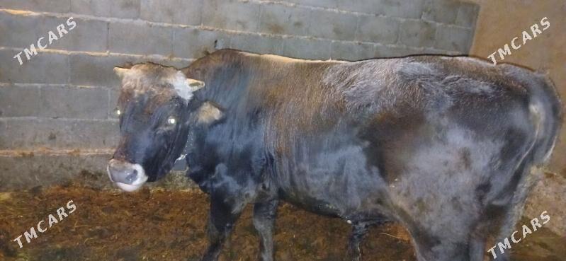 okuz - Бузмеин - img 3