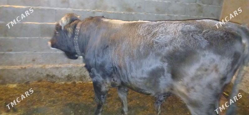 okuz - Бузмеин - img 2