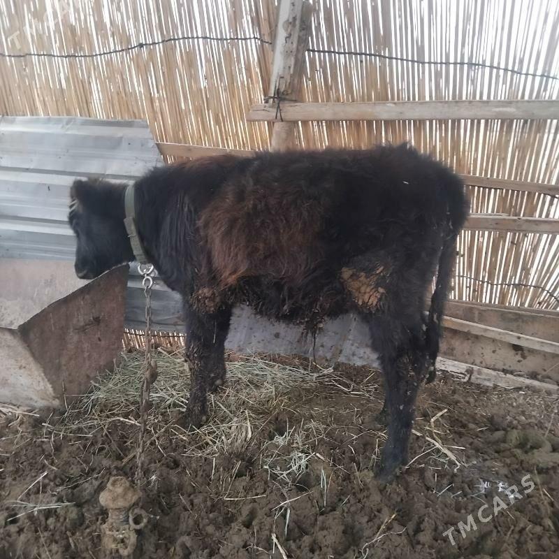 okuz - Мары - img 3