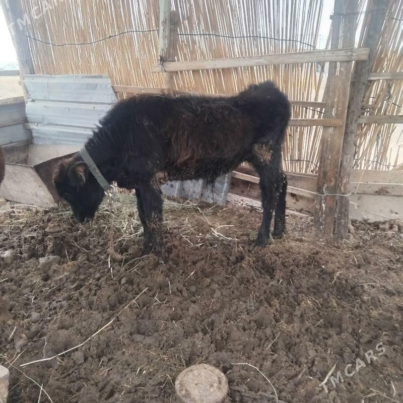 okuz - Мары - img 6