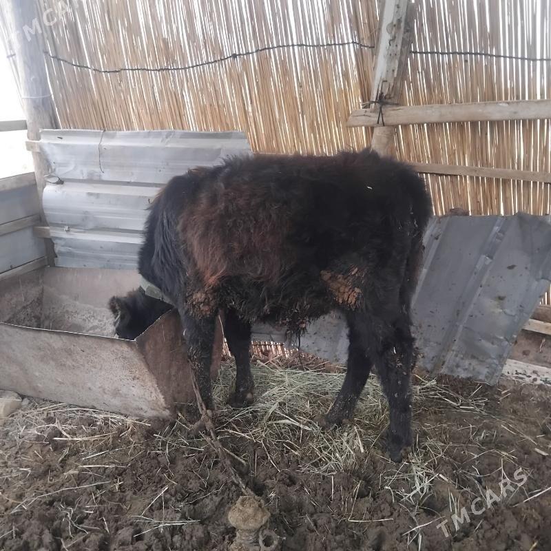 okuz - Мары - img 4