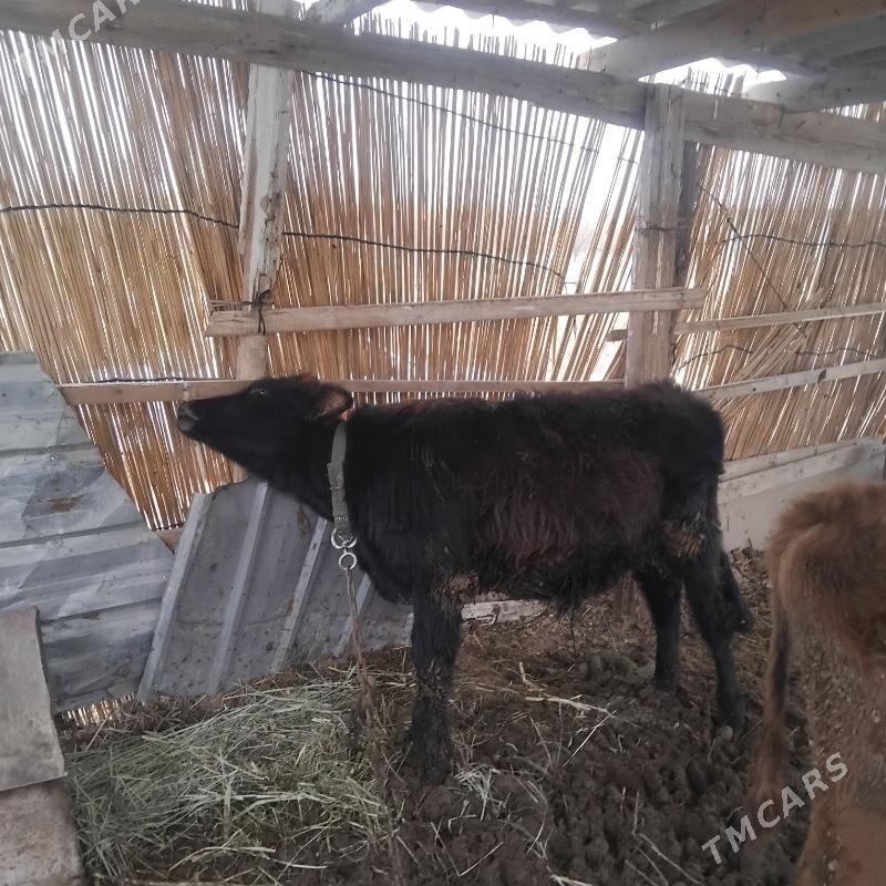 okuz - Мары - img 2