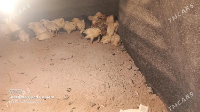 Jüýje - Ак-Бугдайский этрап - img 1