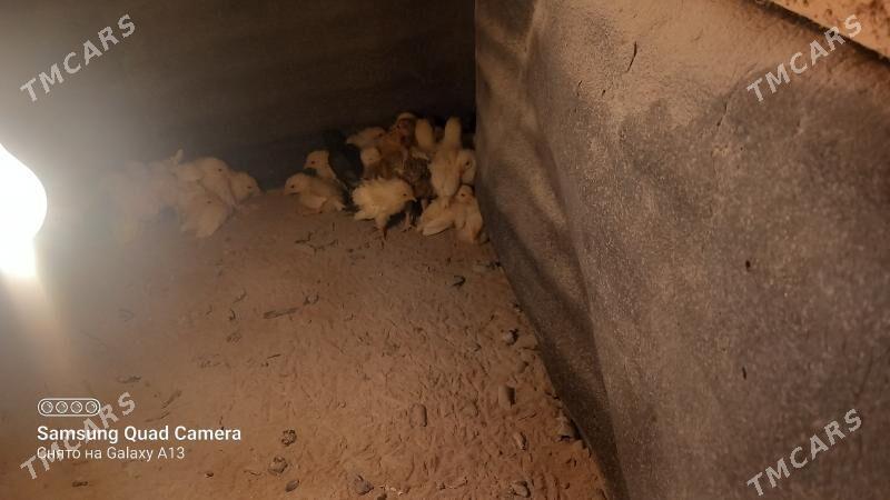 Jüýje - Ак-Бугдайский этрап - img 2