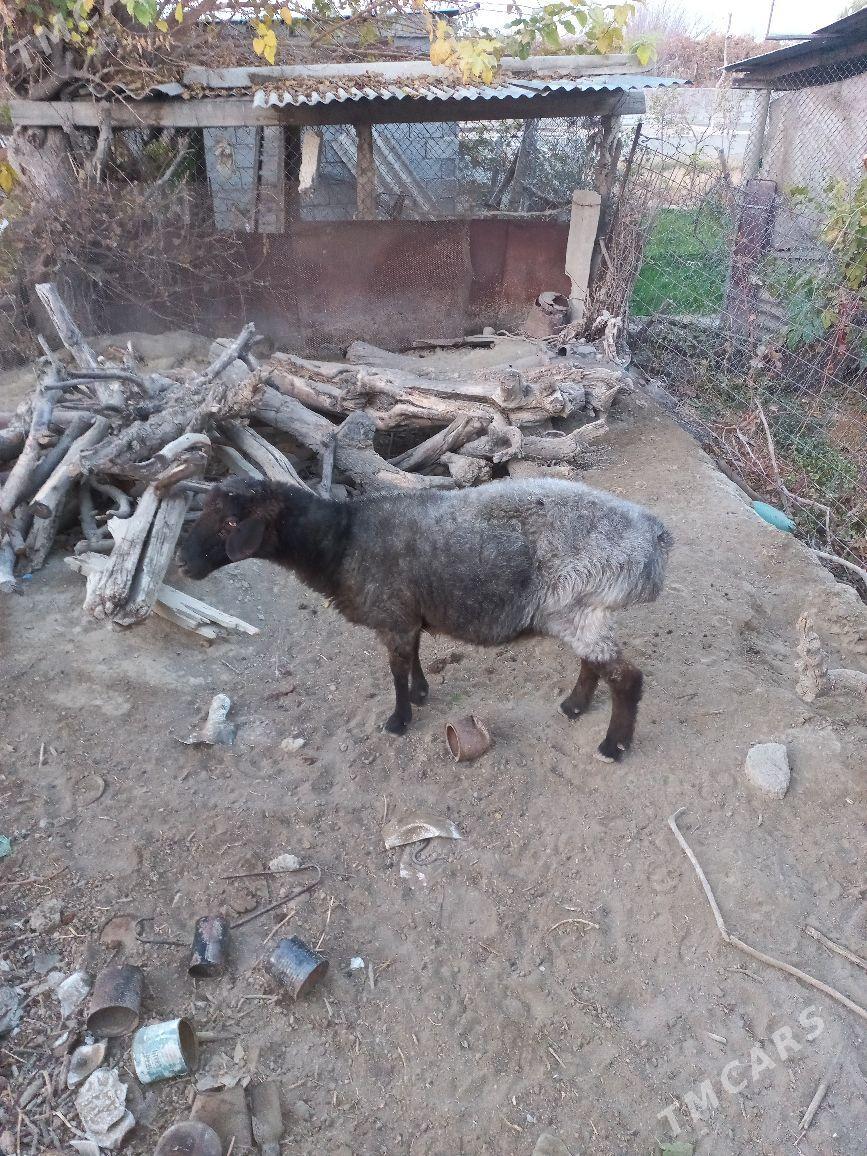 goÿun - Gökdepe - img 4