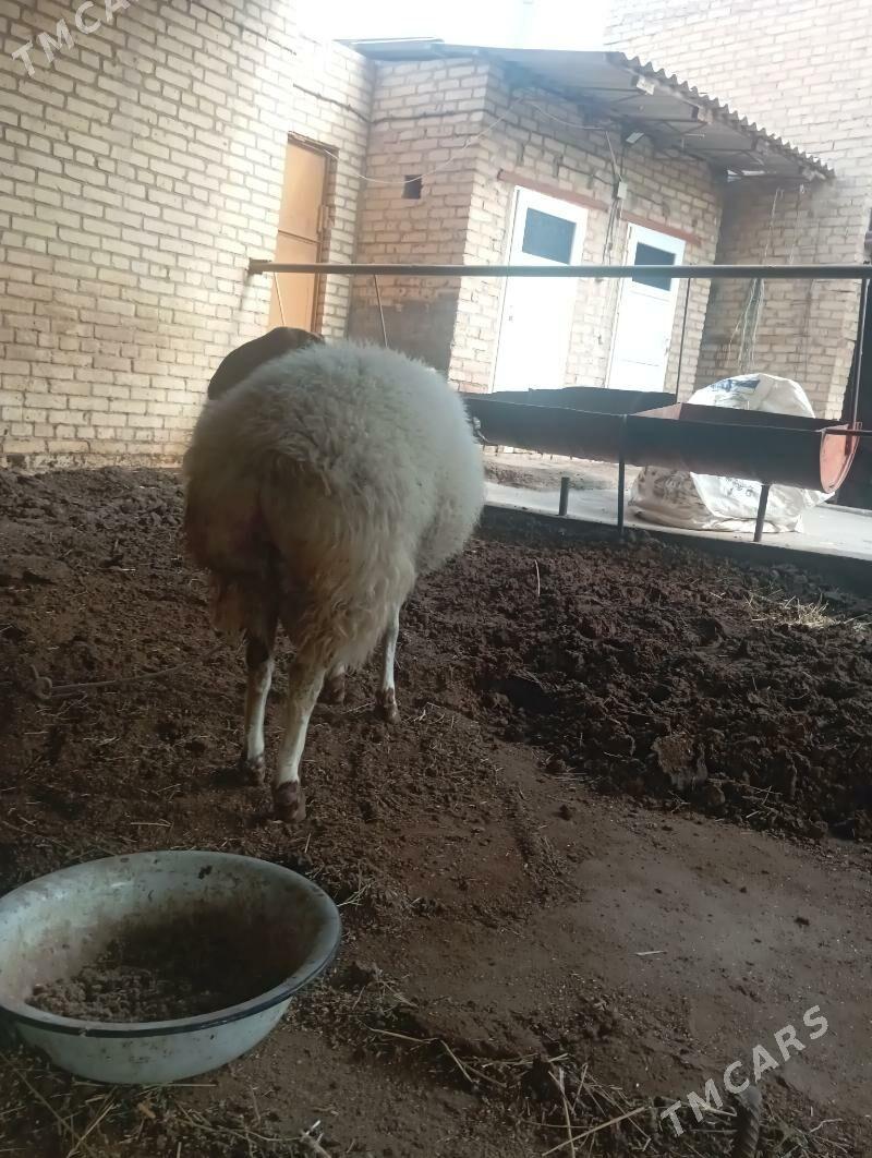 koçkar - Türkmenabat - img 3