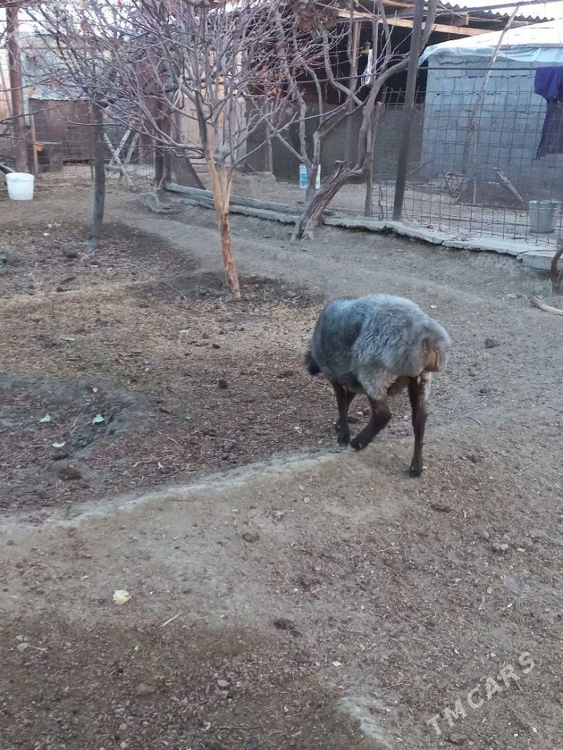 goÿun - Gökdepe - img 3