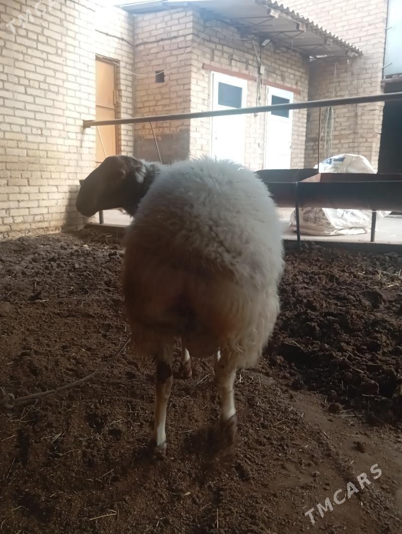 koçkar - Türkmenabat - img 4