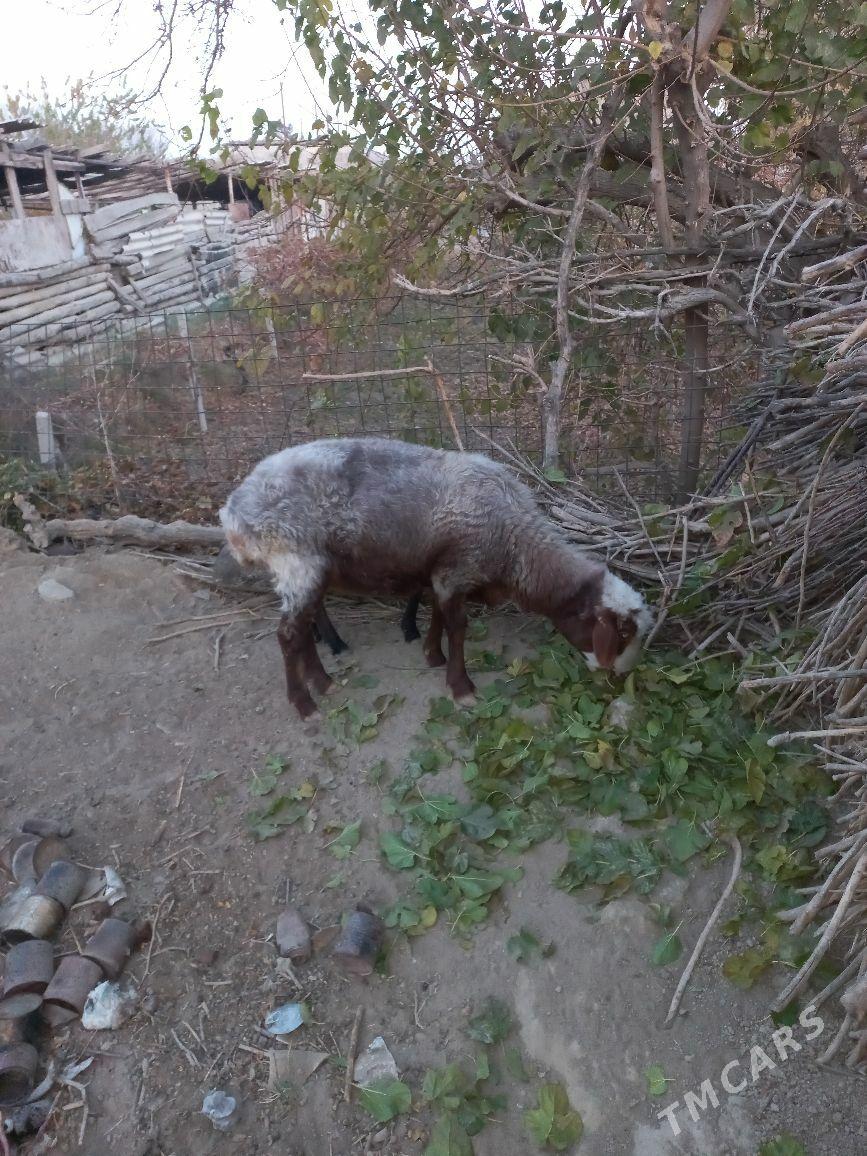 goÿun - Gökdepe - img 2