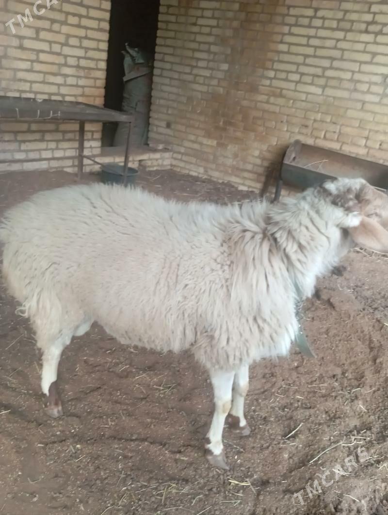 koçkar - Türkmenabat - img 2