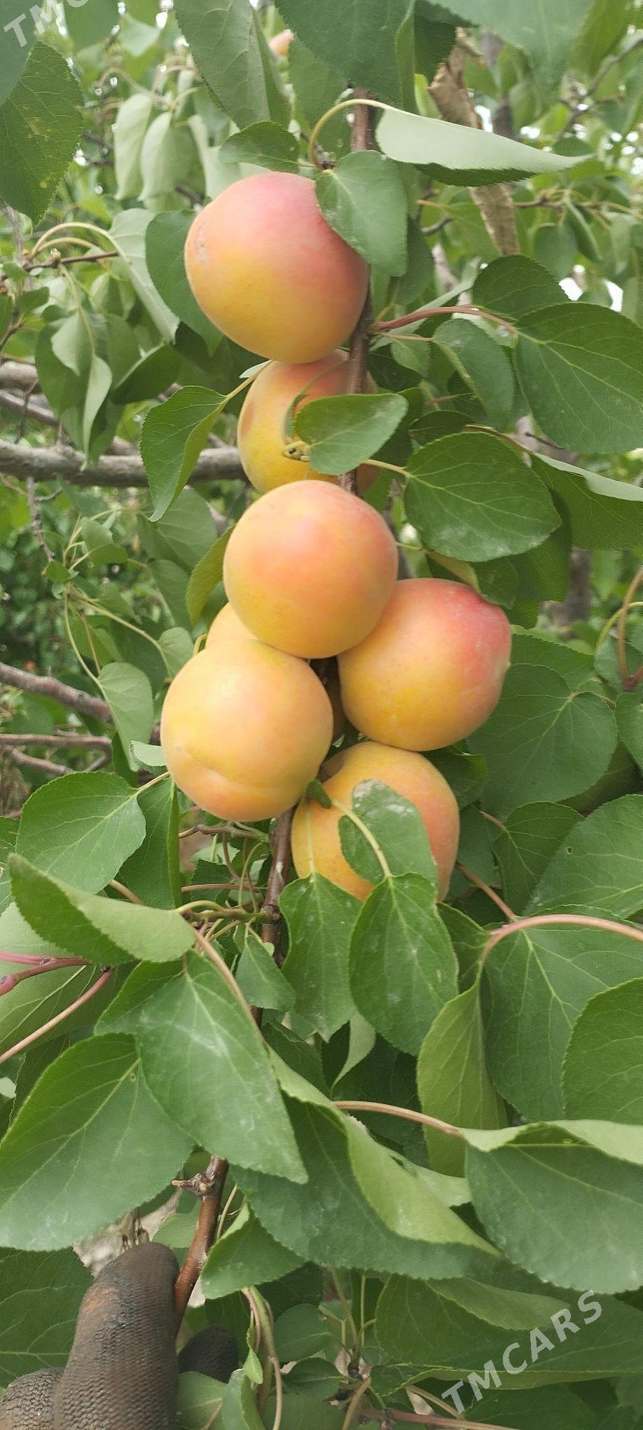 Bag nahalary - Сакарчага - img 9