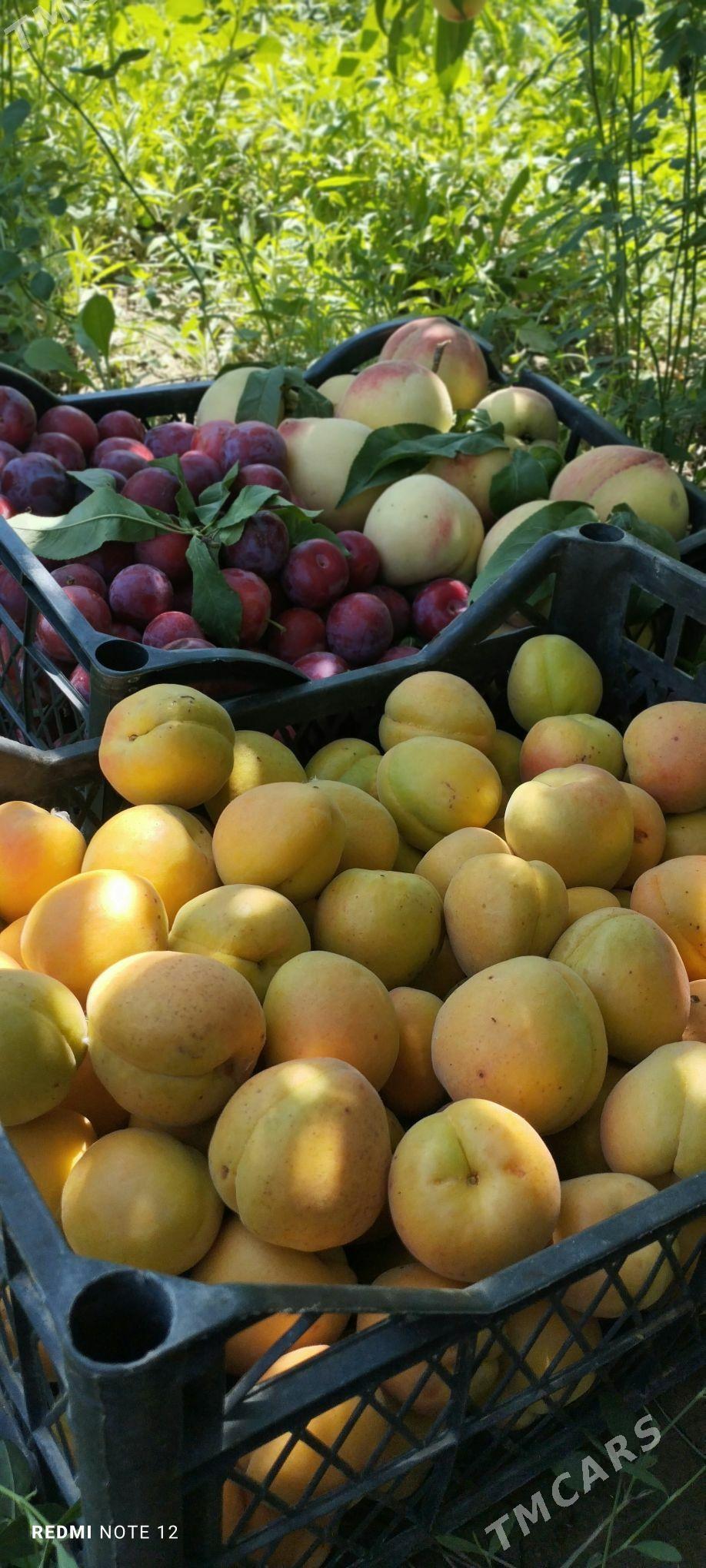 Bag nahalary - Сакарчага - img 2