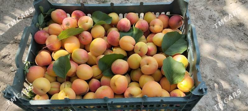 Bag nahalary - Сакарчага - img 4