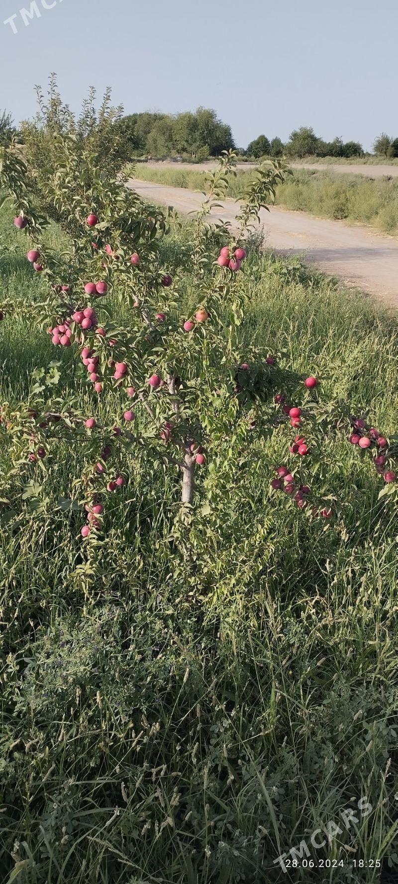 Bag nahalary - Сакарчага - img 3