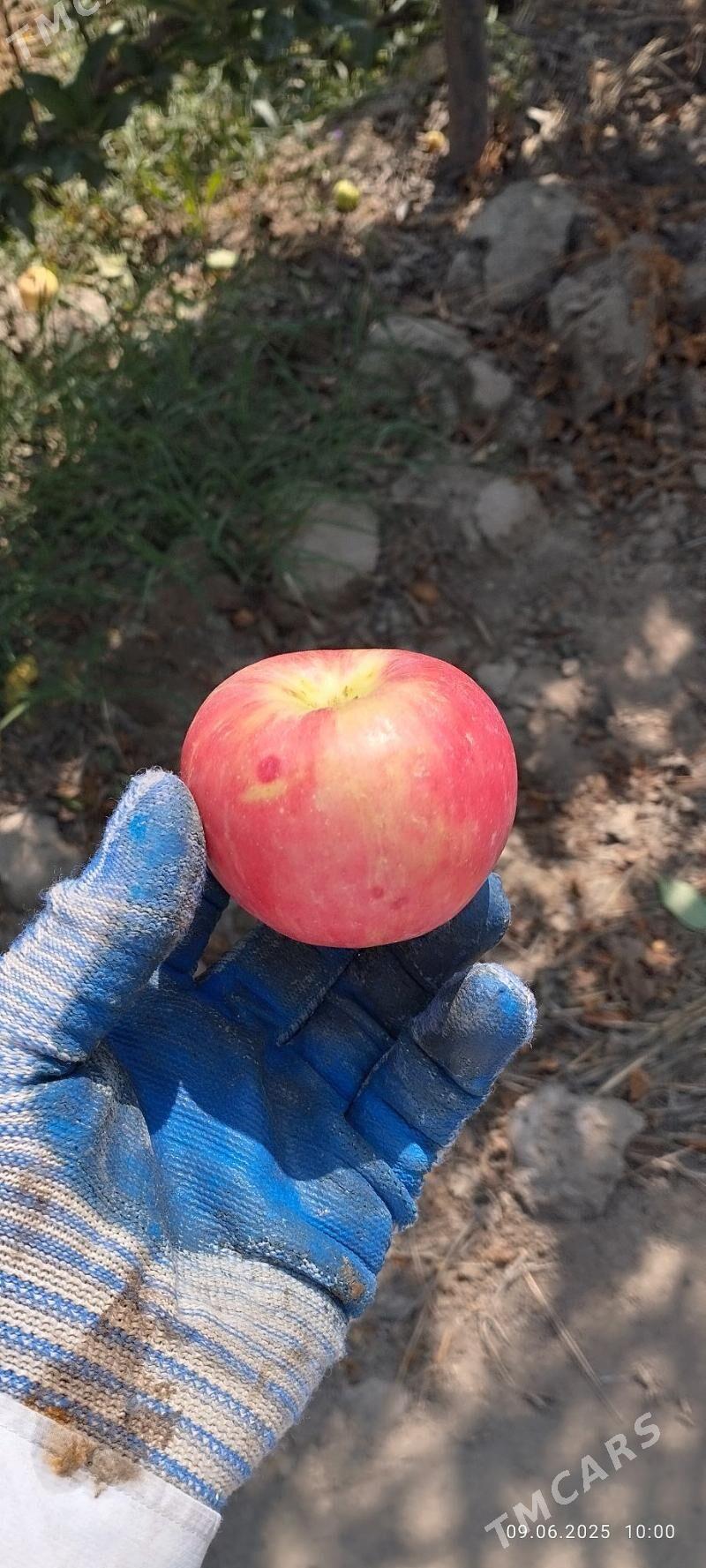 Bag nahalary - Сакарчага - img 8