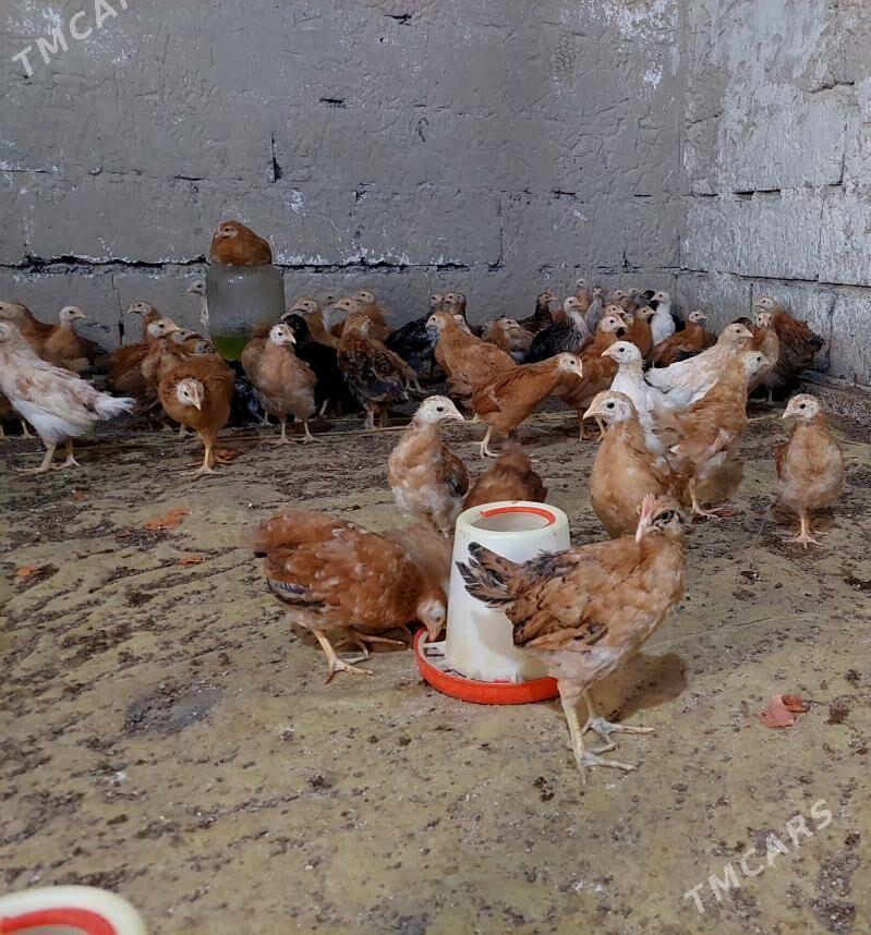 towuk jüje - Бахарден - img 2