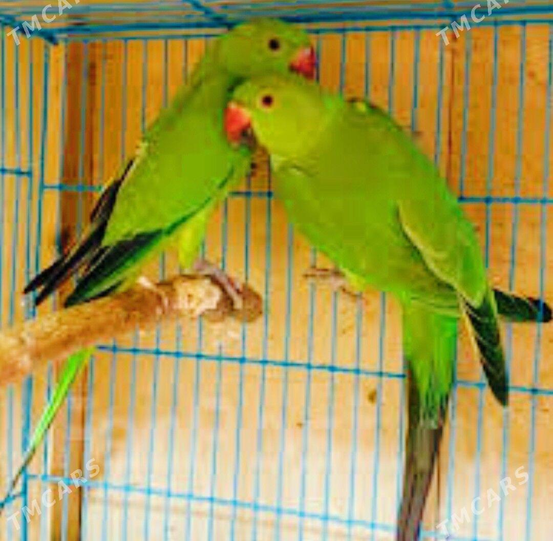 ожереловый попугай - Mary - img 2