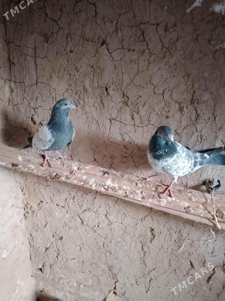 Kepderi - Şatlyk - img 2