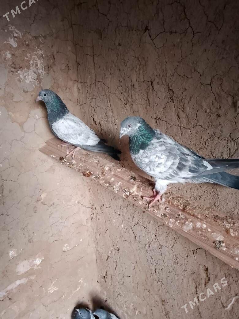 Kepderi - Şatlyk - img 4