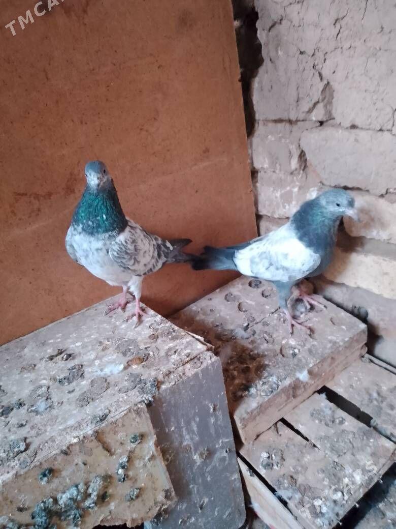 Kepderi - Şatlyk - img 3