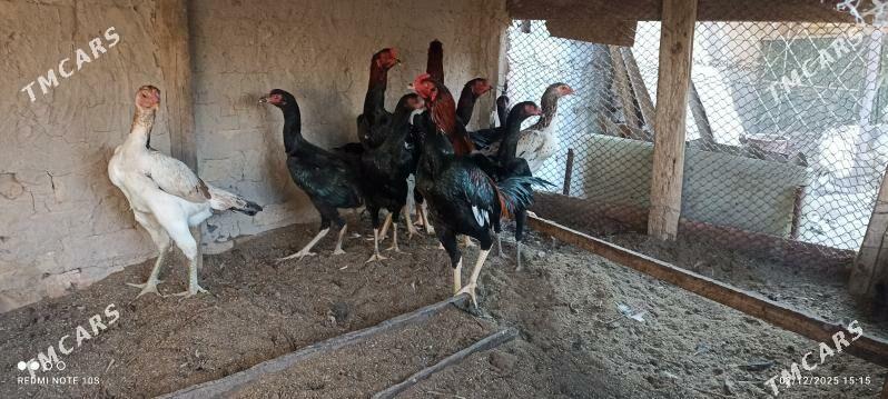 horaz - Туркменабат - img 3