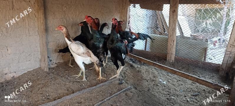 horaz - Туркменабат - img 2