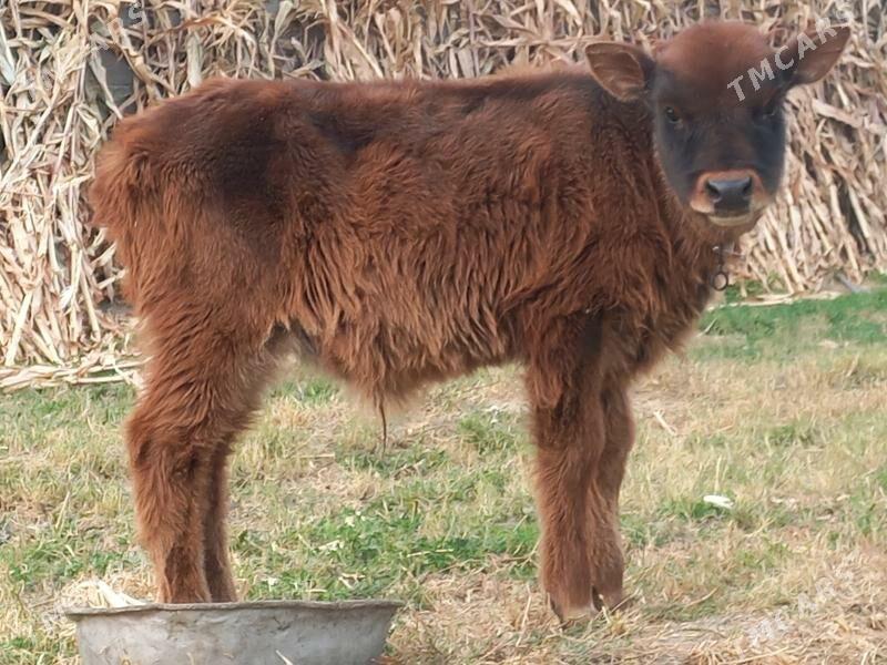 ÖKÜZ - Бузмеин - img 2