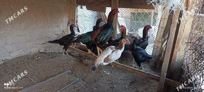 horaz - Туркменабат - img 6