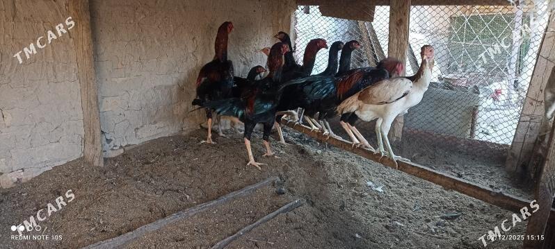 horaz - Туркменабат - img 5