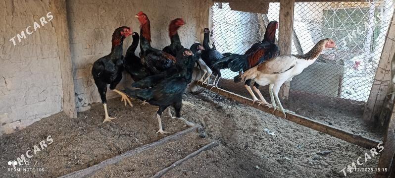 horaz - Туркменабат - img 4