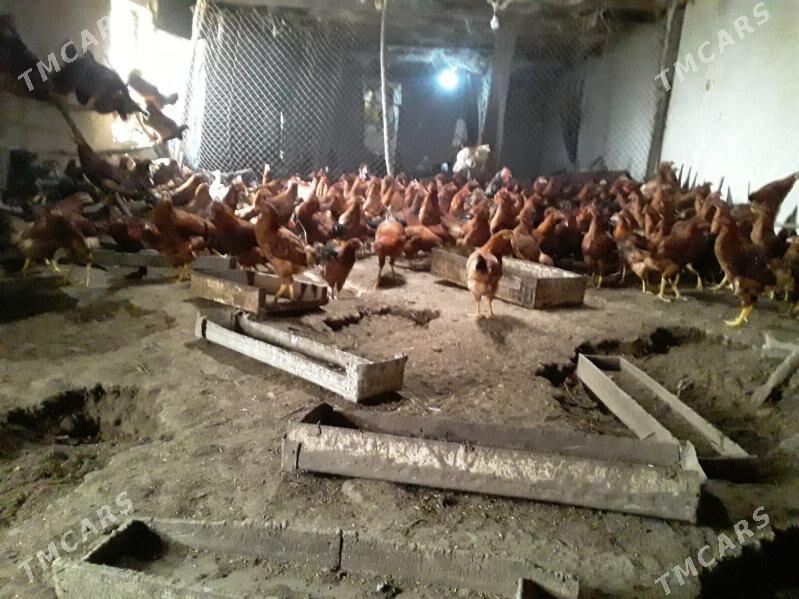 horazlar - Шабатский этрап - img 2