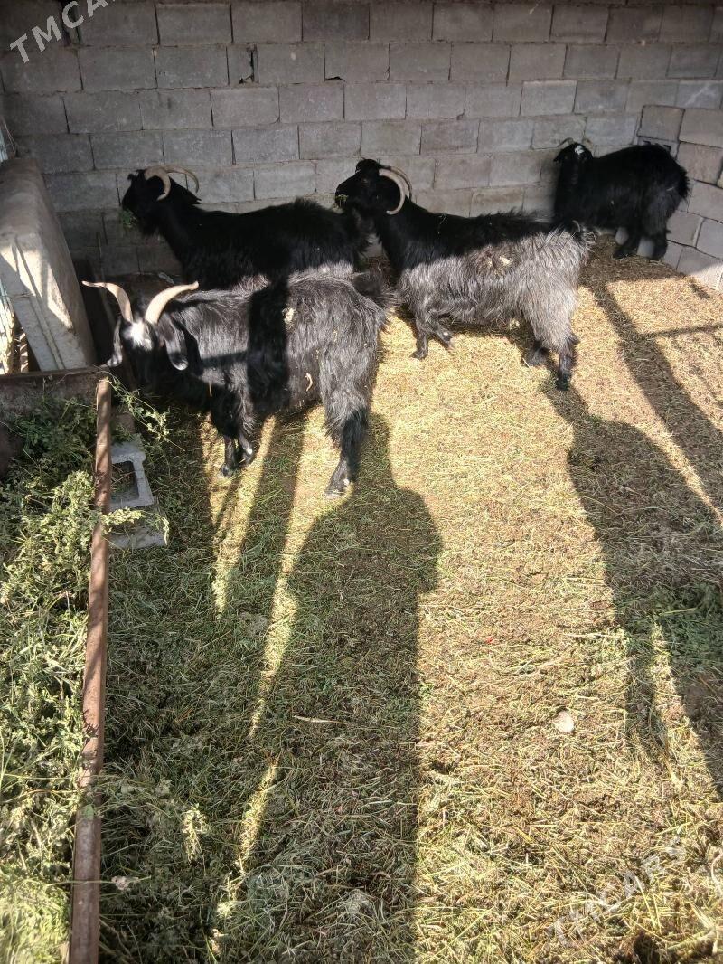 Geçi - Büzmeýin - img 2