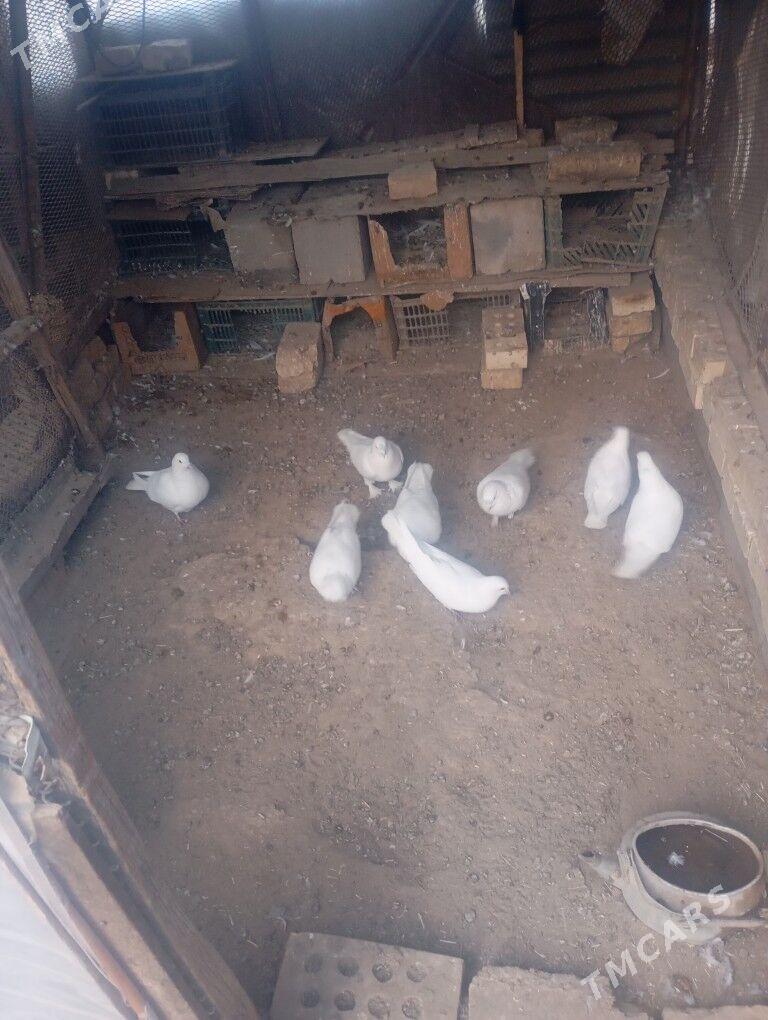 kepderi - Mary - img 3