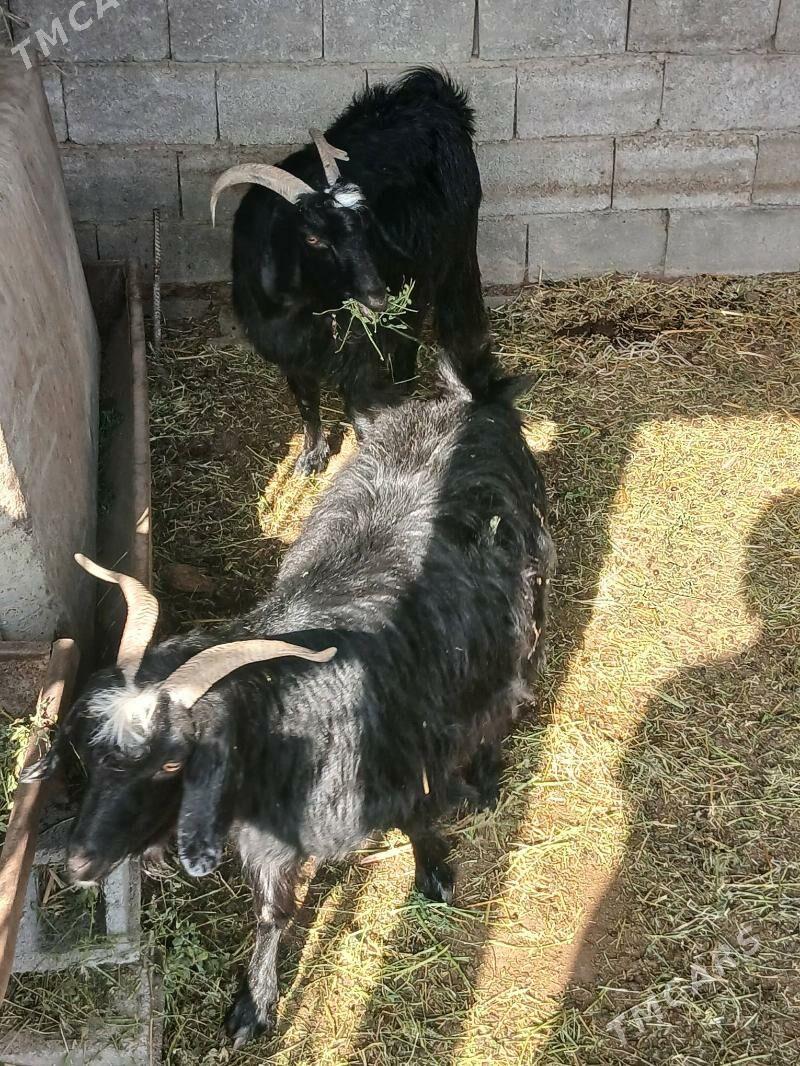 Geçi - Büzmeýin - img 3