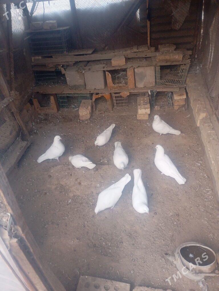 kepderi - Mary - img 2