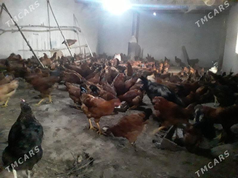 horazlar - Шабатский этрап - img 3