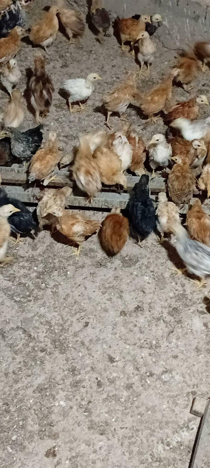 Towuk juje - Серахс - img 2