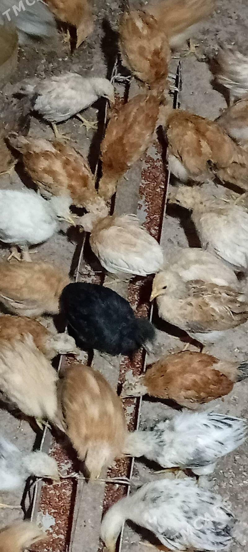 Towuk juje - Серахс - img 3