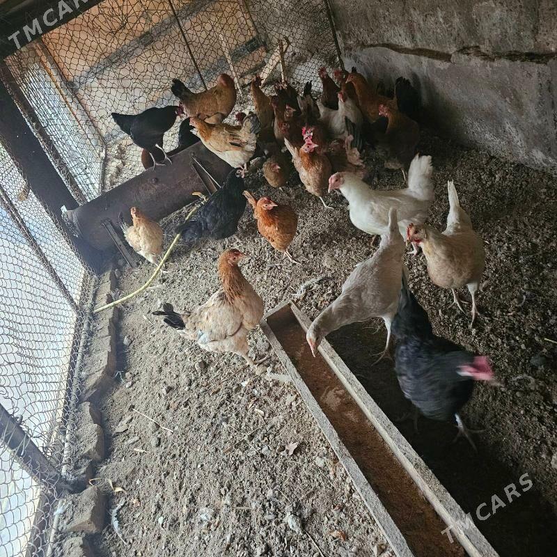 towuk - Türkmenabat - img 3