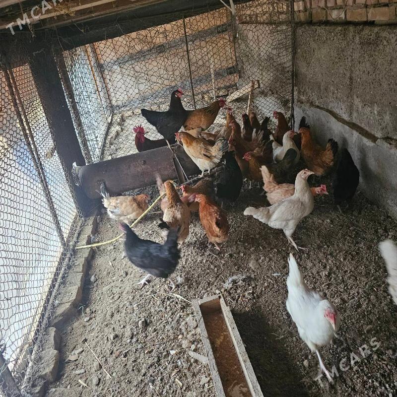 towuk - Türkmenabat - img 2