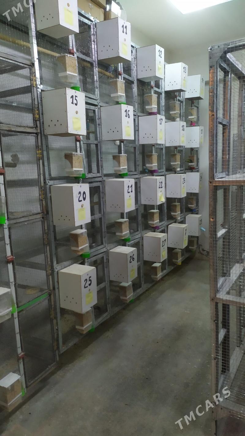 ketek popugay 6 paralyk - Кëши - img 2