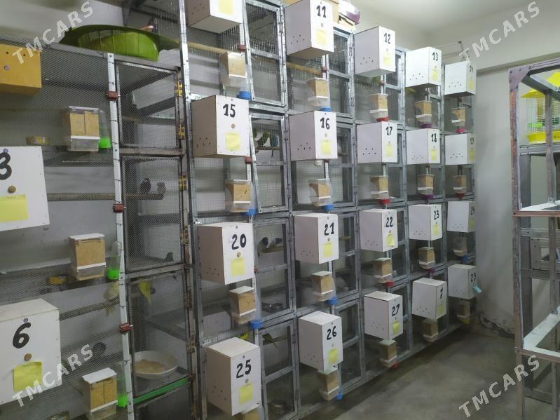 ketek popugay 6 paralyk - Кëши - img 3