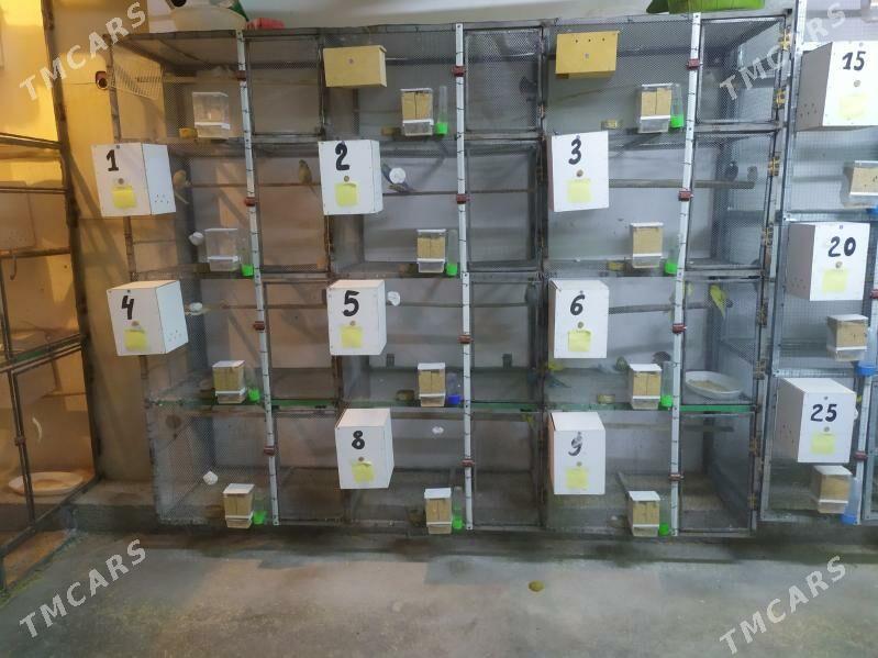 ketek popugay 6 paralyk - Кëши - img 4