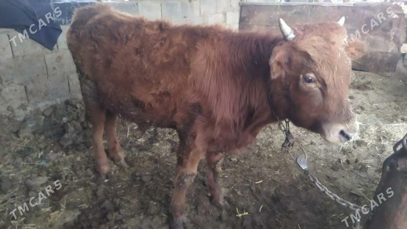 öküz - Gyzylarbat - img 2