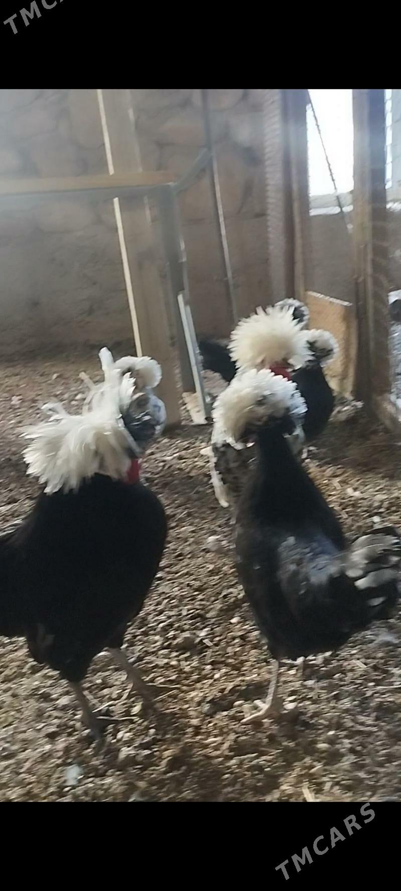 fizan tawyk - Balkanabat - img 2