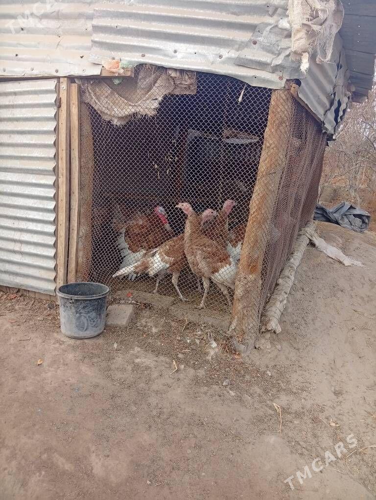 awgan induk - Farap - img 3