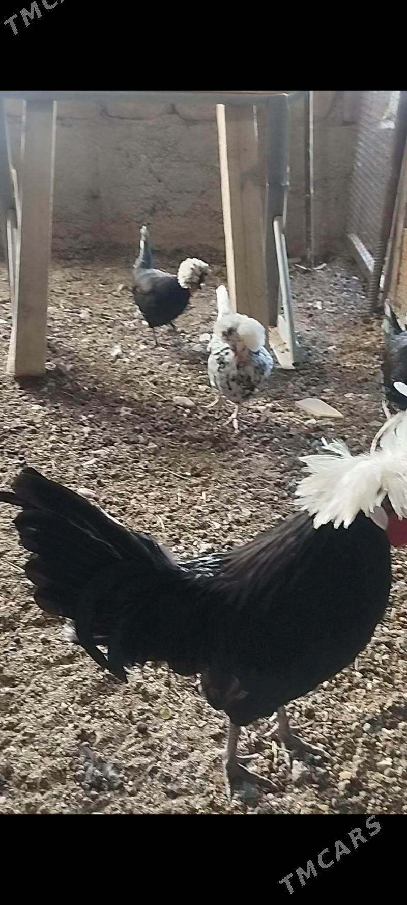 fizan tawyk - Balkanabat - img 3