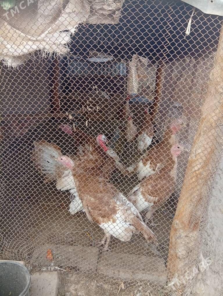 awgan induk - Farap - img 2