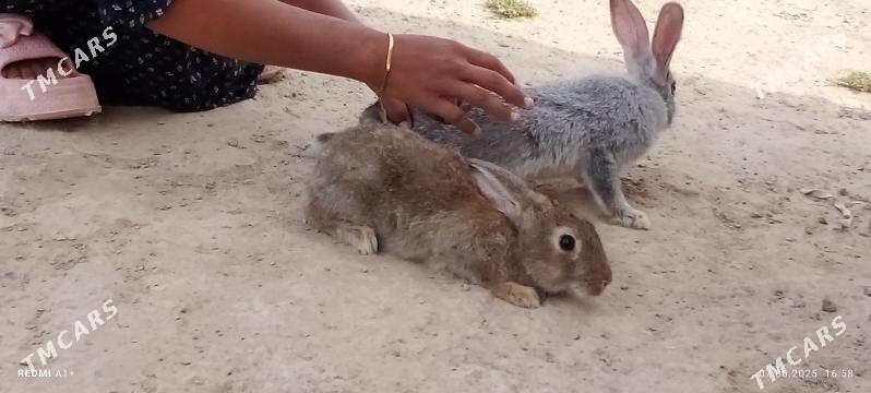 Towşan - Kaka - img 3