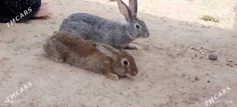 Towşan - Kaka - img 2